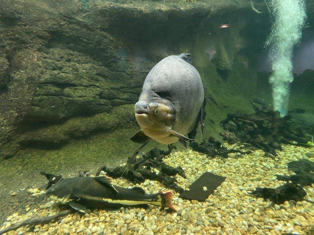 Ikan pacu (commons.m.wikimedia.org/Mint0ri)