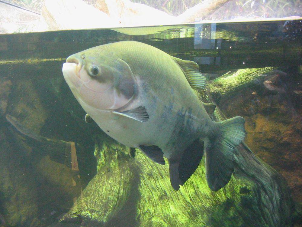 Ikan pacu (commons.m.wikimedia.org/Omnitarian)