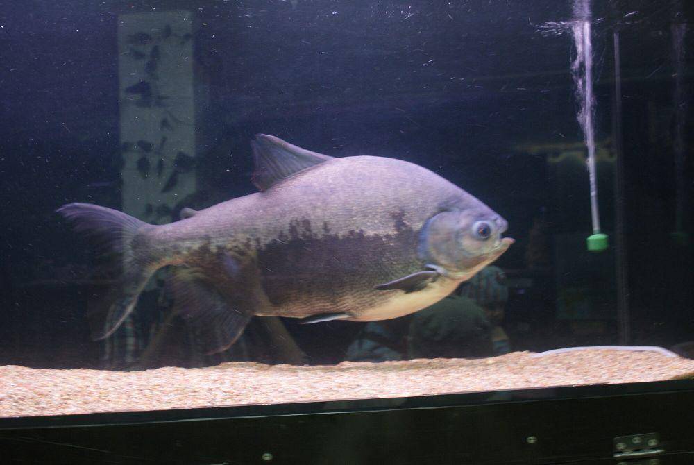 Ikan pacu (commons.m.wikimedia.org/Mahufi)