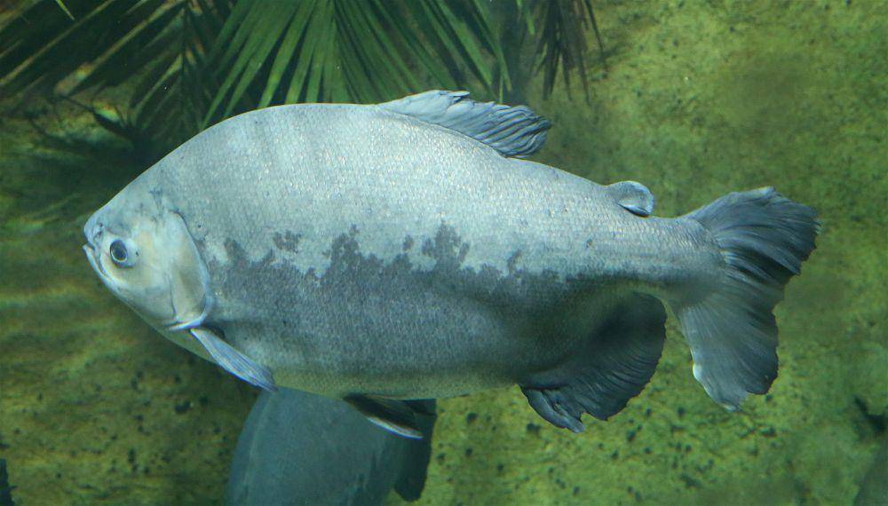 Ikan pacu (commons.m.wikimedia.org/Rufus46)