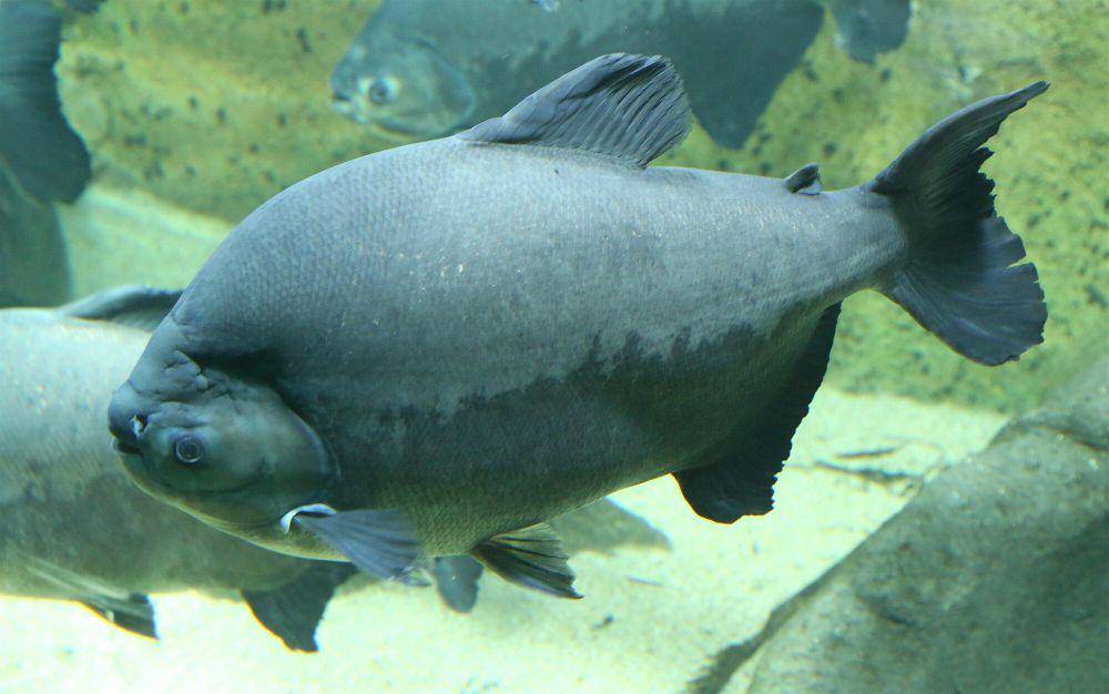 Ikan pacu (commons.m.wikimedia.org/Rufus46)