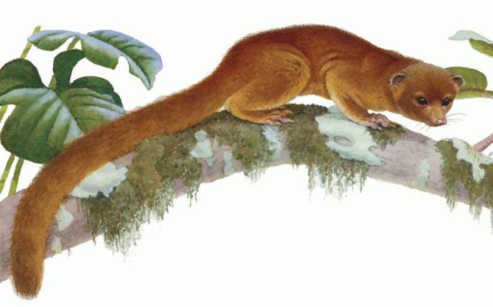 Ilustrasi olinguito (commons.m.wikimedia.org/Nancy Halliday)