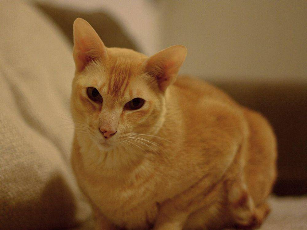 Kucing Tonkinese warna merah (commons.wikimedia.org/Danny Darko)