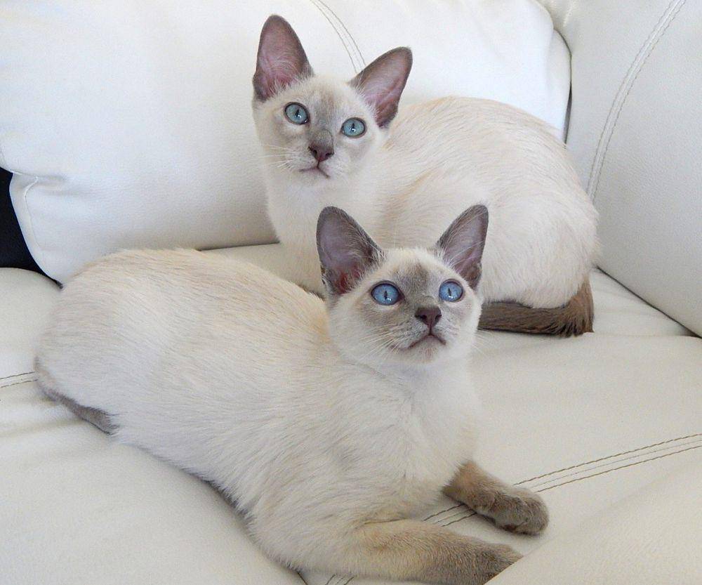 Kucing Tonkinese bermata biru (commons.wikimedia.org/Nickolas Titkov)