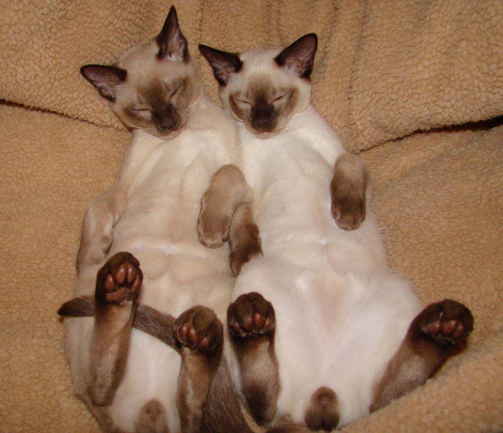 Dua kucing Tonkinese berwarna coklat (commons.wikimedia.org/Angela Thomas)