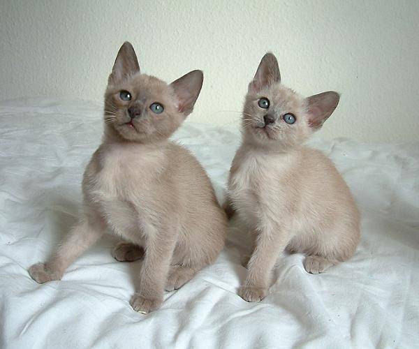 Anak kucing Tonkinese (commons.wikimedia.org/Edenvane)
