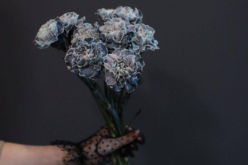 anyelir biru (pexels.com/Леся Терехова)