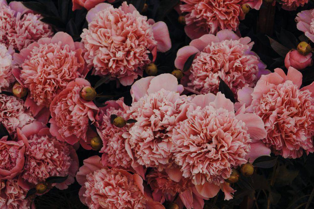 anyelir pink (pexels.com/Irina Iriser)