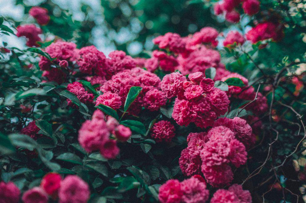 anyelir merah (pexels.com/Rui Wang)