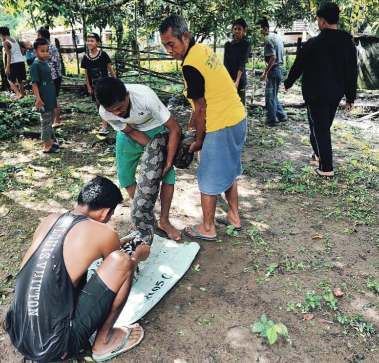 Warga Muba Tangkap Sanca Kembang 4 Meter Usai Memangsa Anjing
