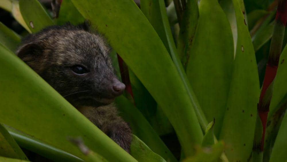 Olinguito (youtube.com/StoneAgeMan)