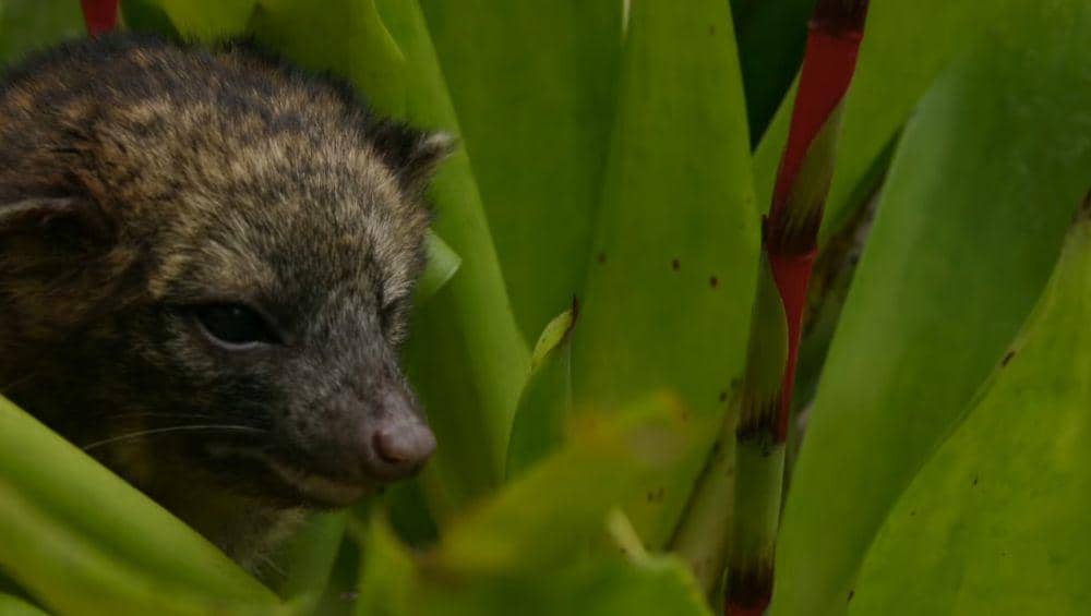 Olinguito (youtube.com/StoneAgeMan)