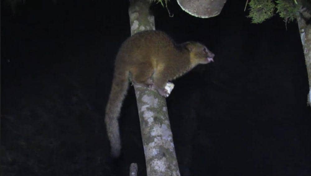 Olinguito (youtube.com/Ecuador Nature Tours)