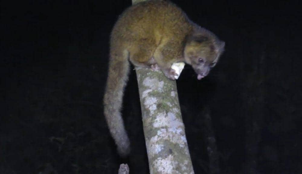 Olinguito (youtube.com/Ecuador Nature Tours)