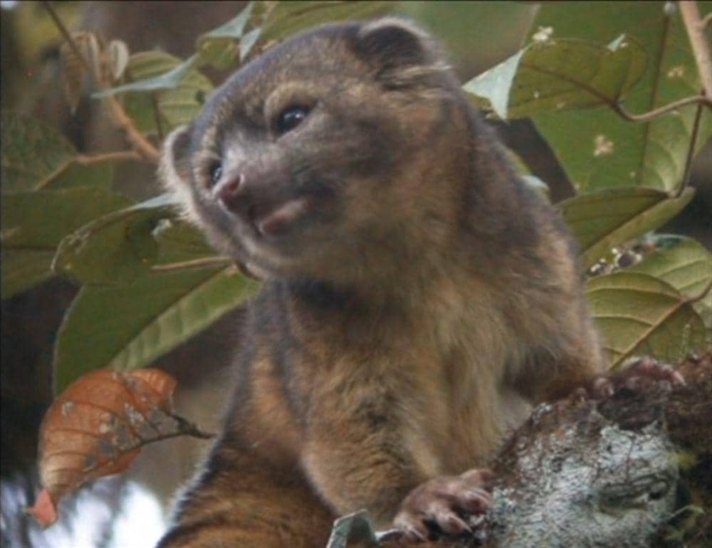 Olinguito (youtube.com/The Guardian)