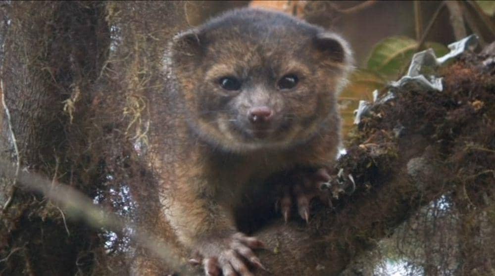Olinguito (youtube.com/The Guardian)