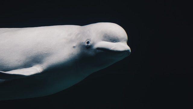 paus beluga (unsplash.com/@mendarb)