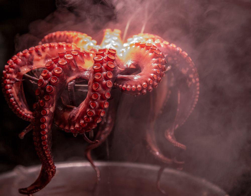 ilustrasi gurita (unsplash.com/Pasha gulian)