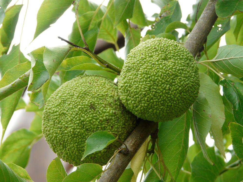 Buah sukun (pxhere.com)