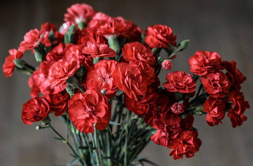 anyelir merah (pexels.com/monicore)