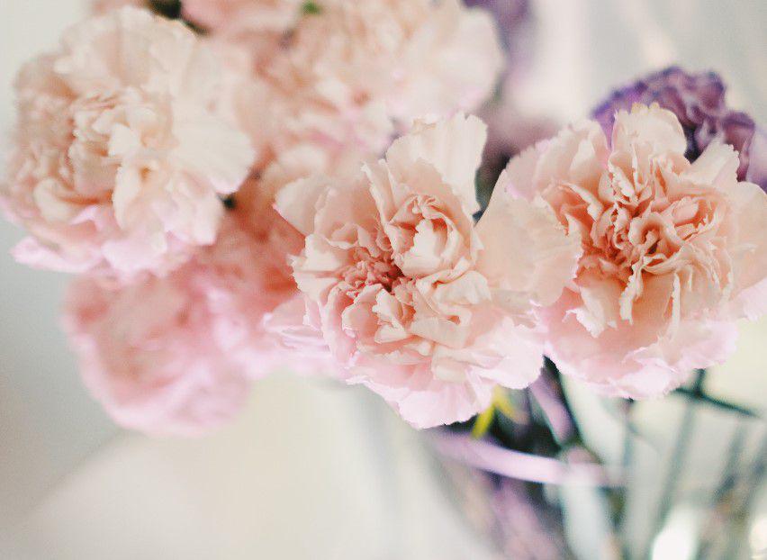 carnation flowers (pexels.com/Nadezhda Moryak)