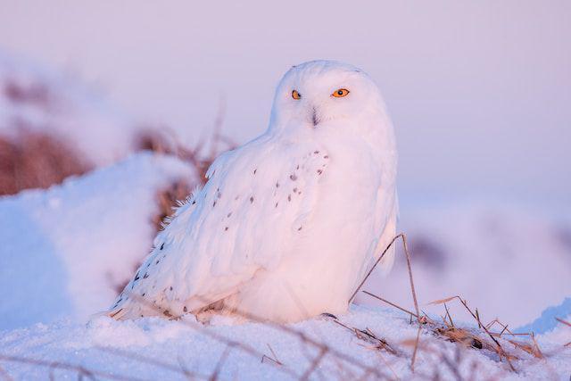 burung hantu salju (unsplash.com/zmachacek)