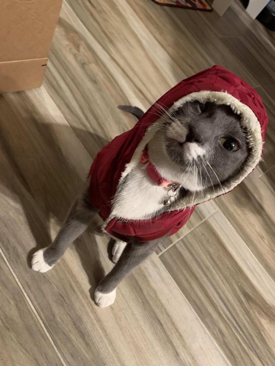 foto kucing memakai jaket musim dingin (reddit.com/user/kittydances)