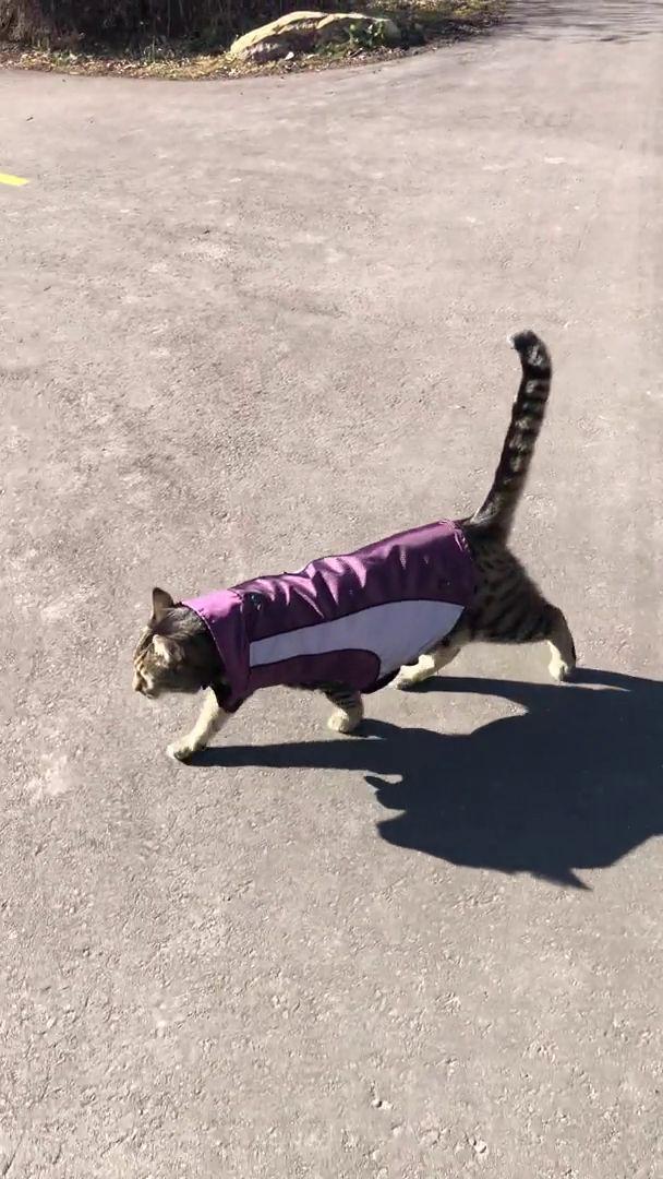 foto kucing memakai jaket musim dingin (reddit.com/user/globallc)