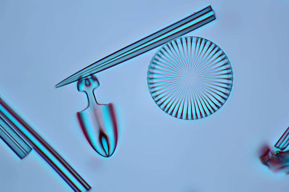 ilustrasi diatom (commons.wikimedia.org/Frank Fox/www.mikro-foto.de)