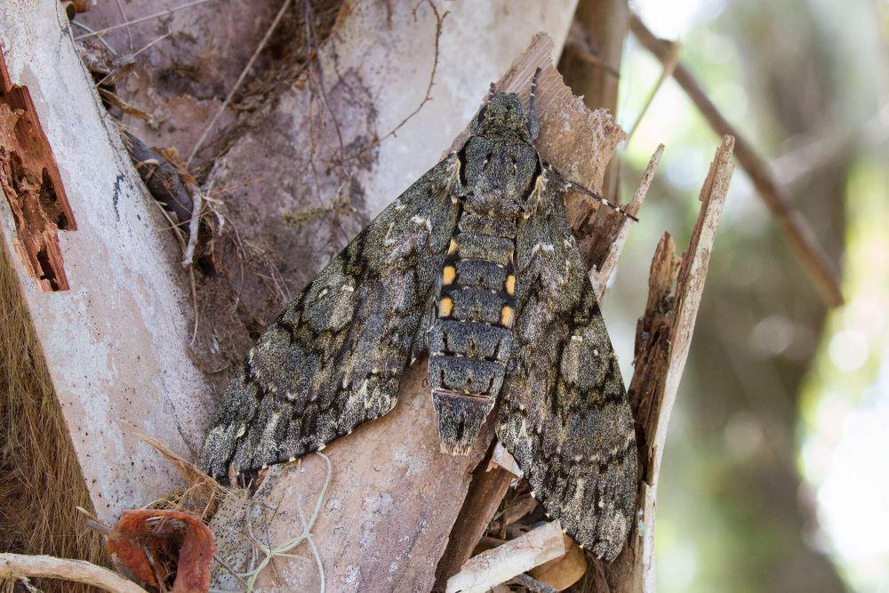 Giant sphinx moth (commons.m.wikimedia.org/Kristof Zyskowski and Yulia Bereshpolova)