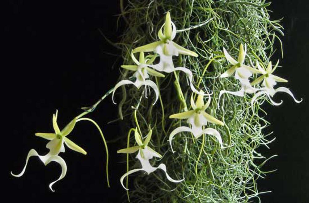 Anggrek hantu (commons.m.wikimedia.org/Jeffalanhale)