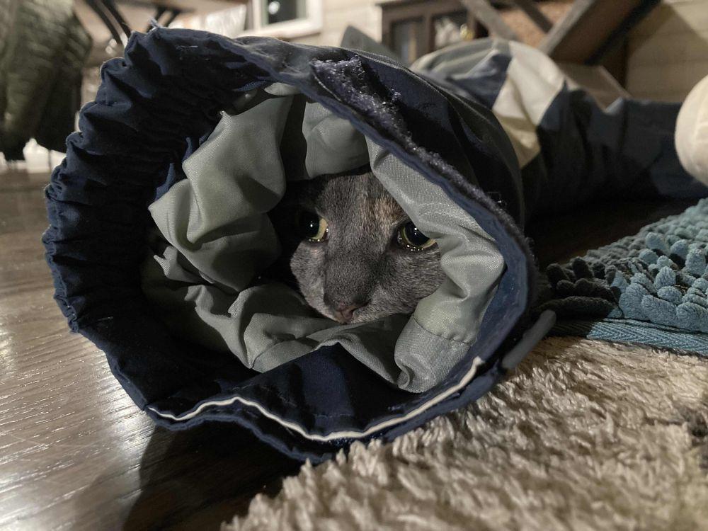 foto kucing memakai jaket musim dingin (reddit.com/user/eren_5)