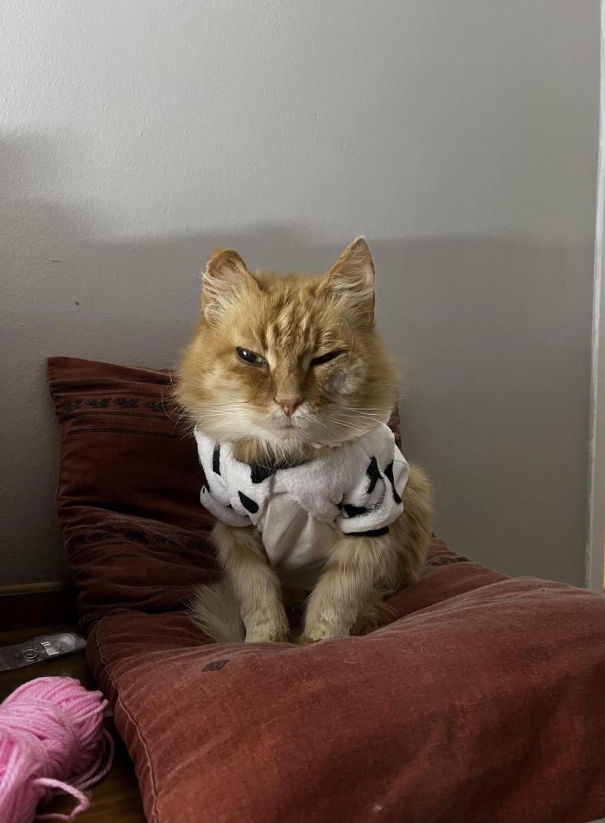 foto kucing memakai jaket musim dingin (reddit.com/user/ohheysarahjay)