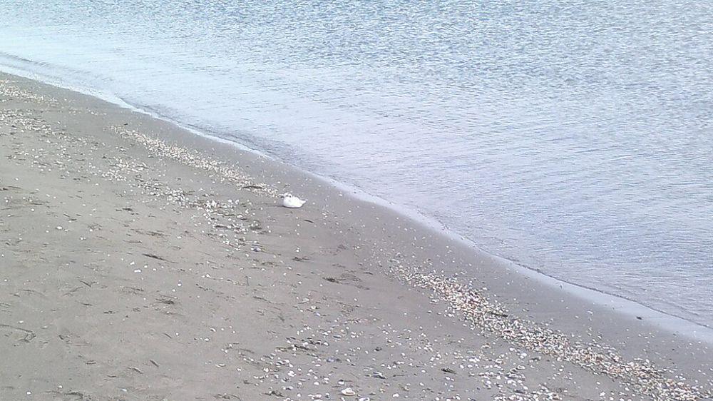 Laut Kaspia (commons.wikimedia.org/Interfase)