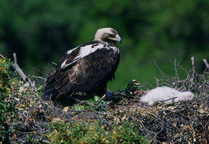 Spanish imperial eagle (commons.wikimedia.org/Valdecantos)