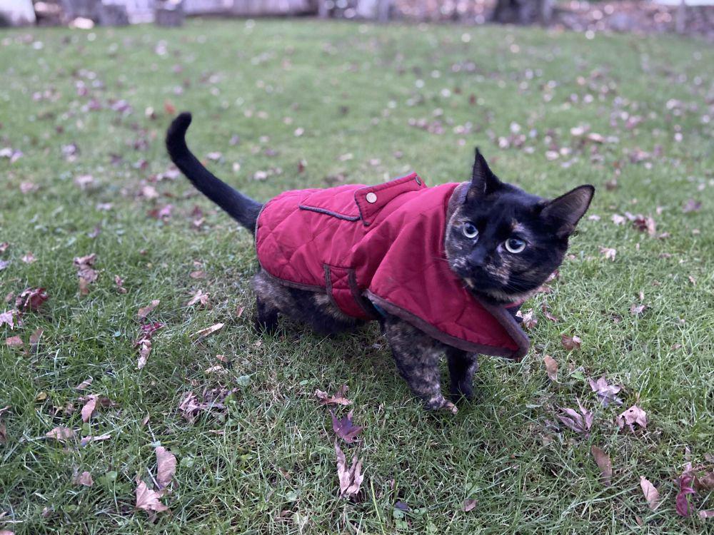 foto kucing memakai jaket musim dingin (reddit.com/user/Carpediemhiker)