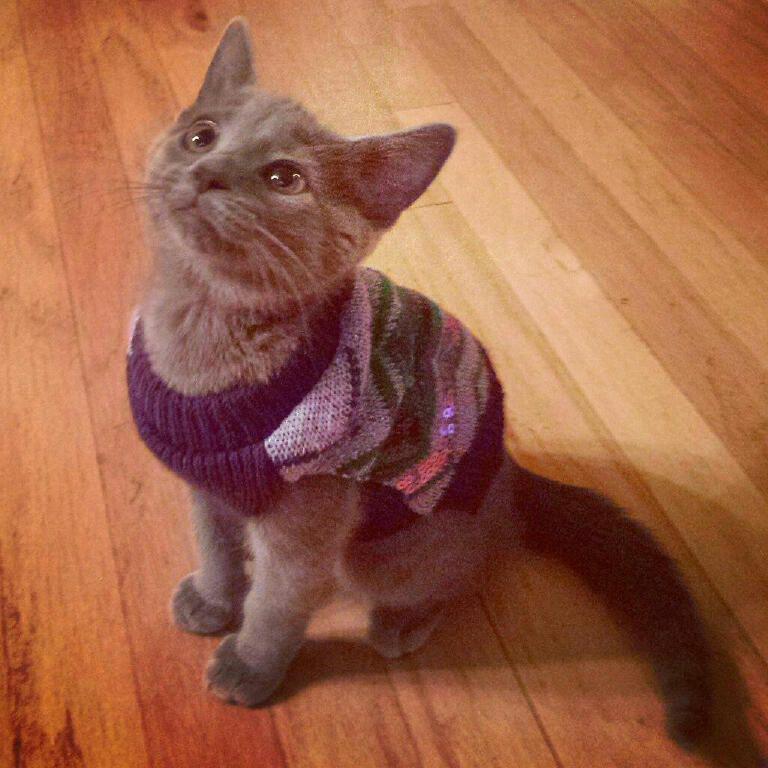 foto kucing memakai jaket musim dingin (reddit.com/user/merciless33)