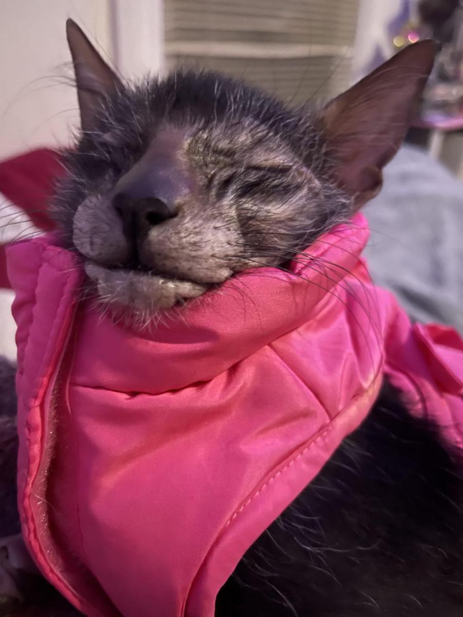 foto kucing memakai jaket musim dingin (reddit.com/user/ambienoise)