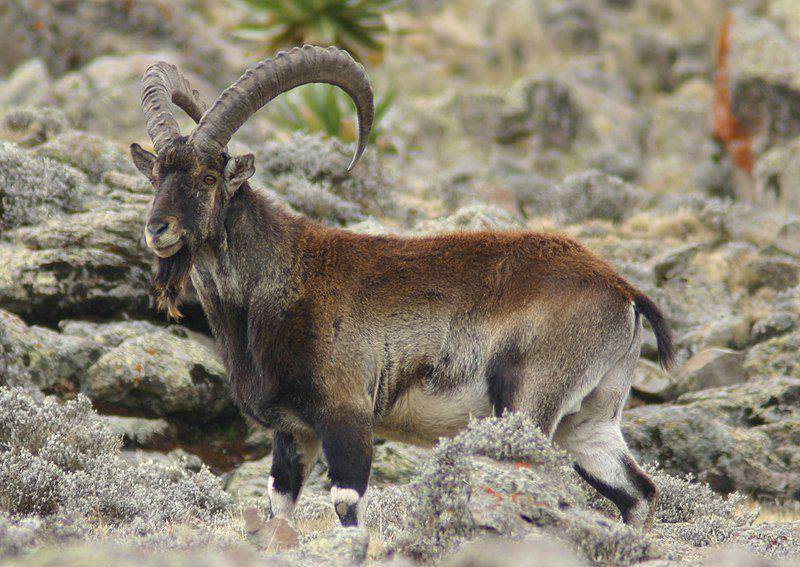 walia ibex (commons.wikimedia.org/Leonard A. Floyd)