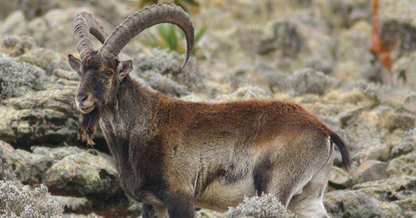 walia ibex (commons.wikimedia.org/Leonard A. Floyd)