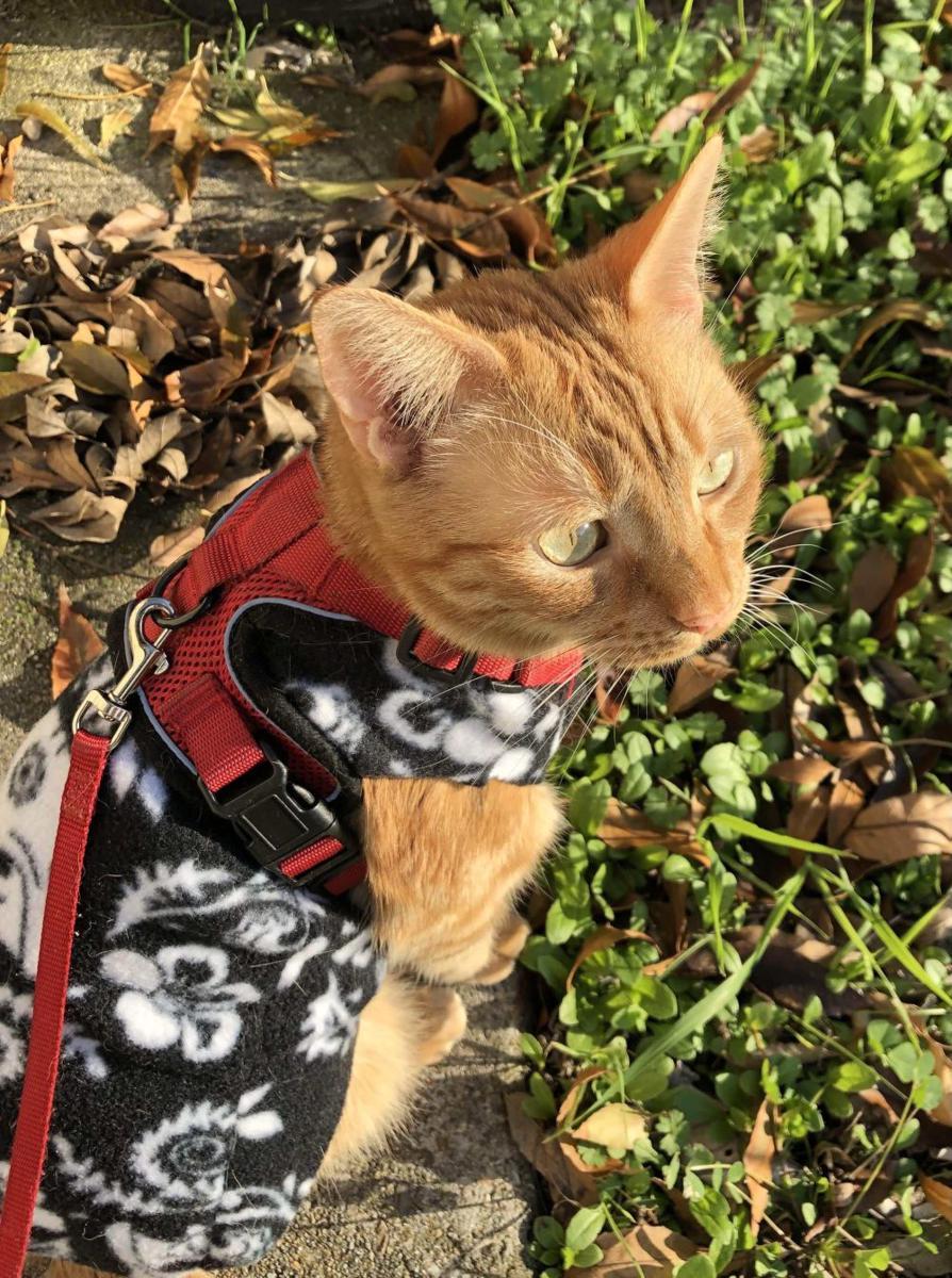 foto kucing memakai jaket musim dingin (reddit.com/user/PhoenyxArts)