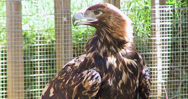 Spanish imperial eagle (commons.wikimedia.org/Antonio Lucio Carrasco Gomez)