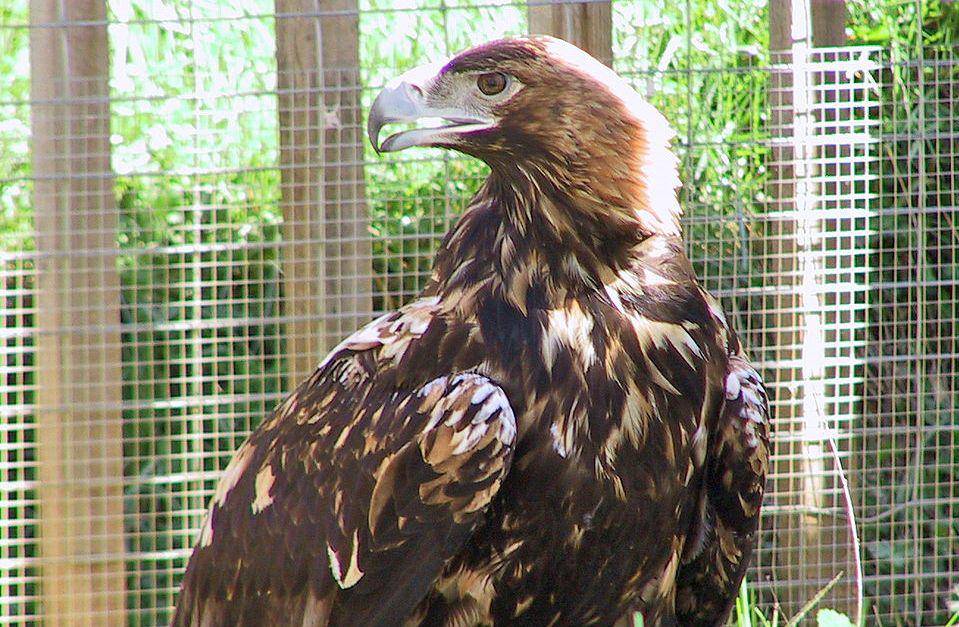 Spanish imperial eagle (commons.wikimedia.org/Antonio Lucio Carrasco Gomez)