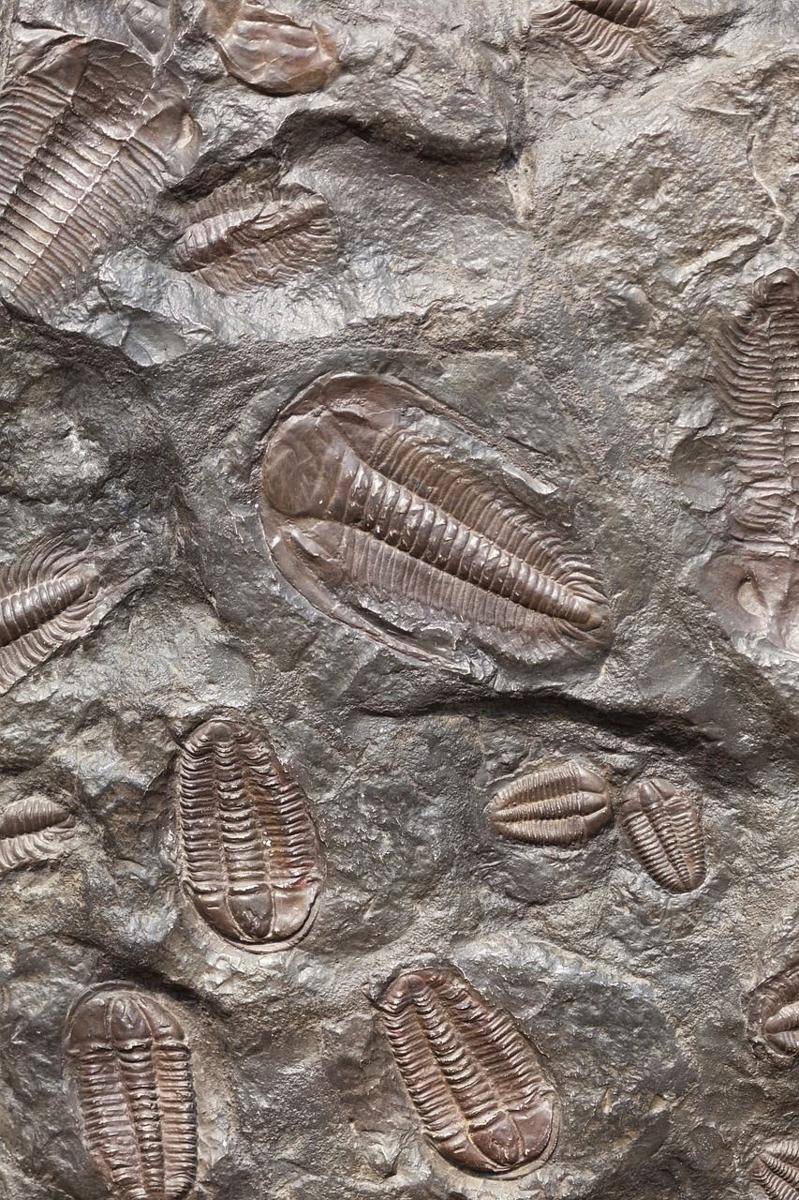 Trilobit (pixabay.com/PublicDomainPictures)