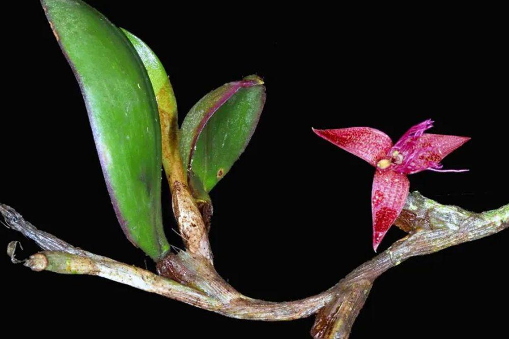 3 Penemuan Spesies Flora dan Fauna Indonesia pada 2023, Asa Baru!