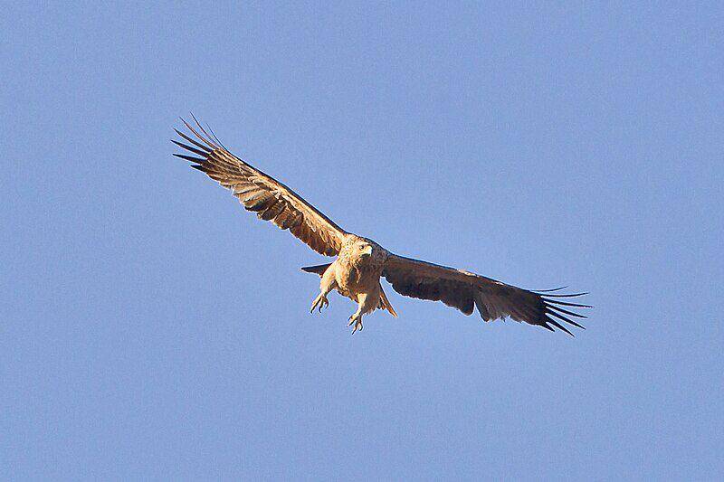 Spanish imperial eagle (commons.wikimedia.org/Juan Lacruz)