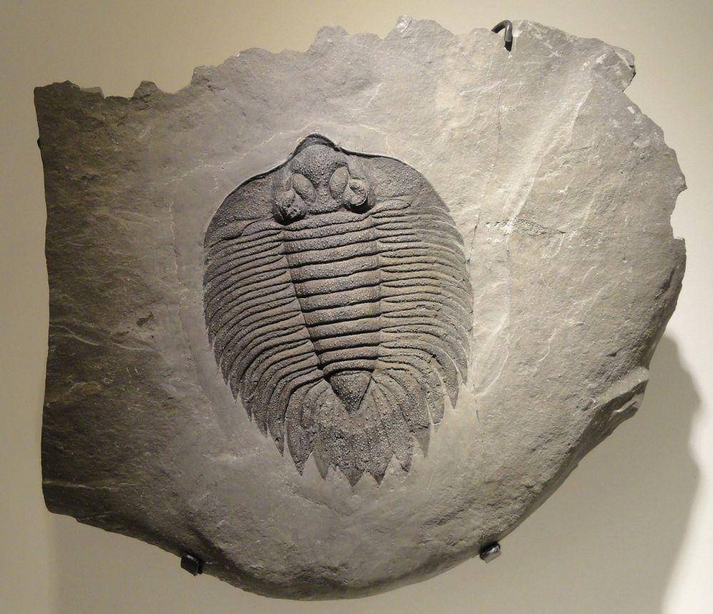 Trilobit (pixabay.com/WikimediaImages)
