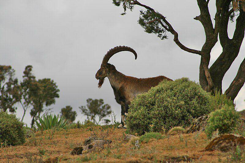 walia ibex (commons.wikimedia.org/Manuel Schwarz)