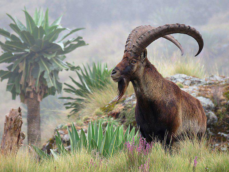 walia ibex (commons.wikimedia.org/Marius Burger)