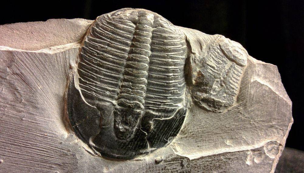 Trilobit (pixabay.com/adolfo-atm)